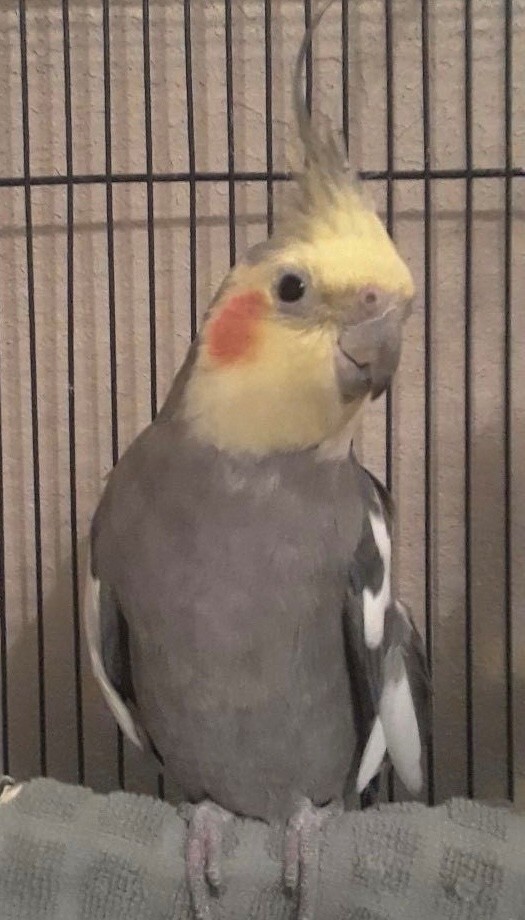 Our 19 year old Cockateil, Eros
