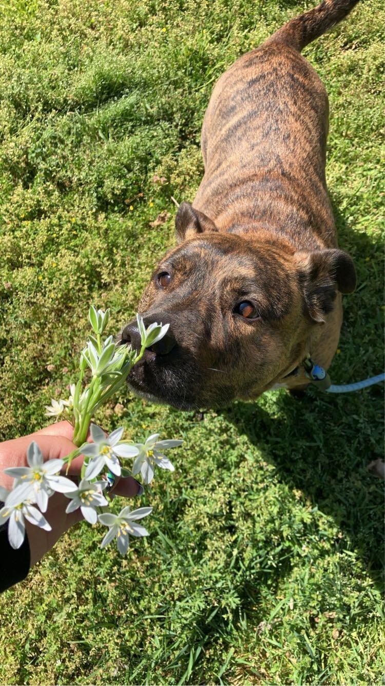 Our sweet pupper, Nova, stopping to smell the flowers