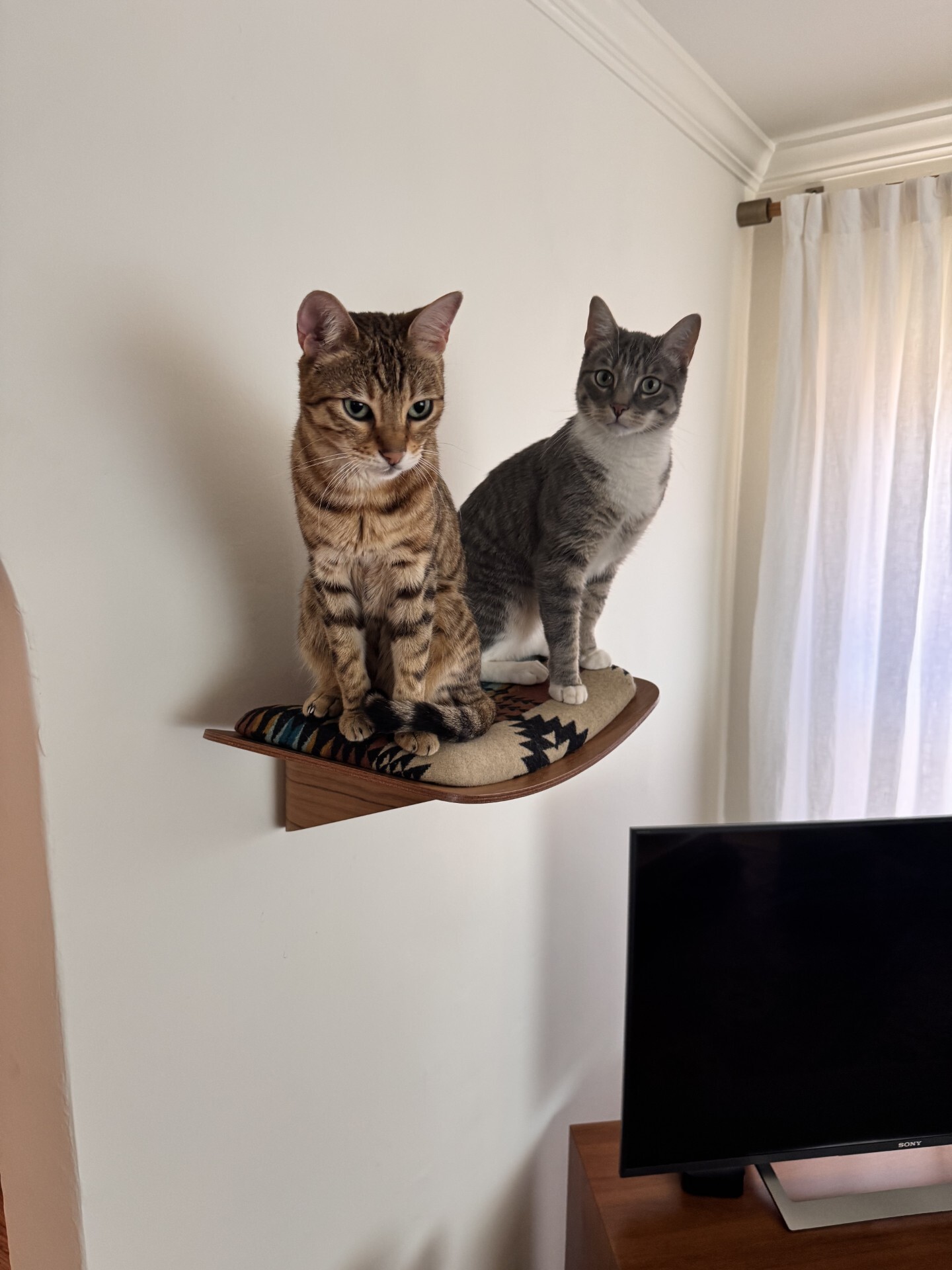 Cat daddy extraordinaire