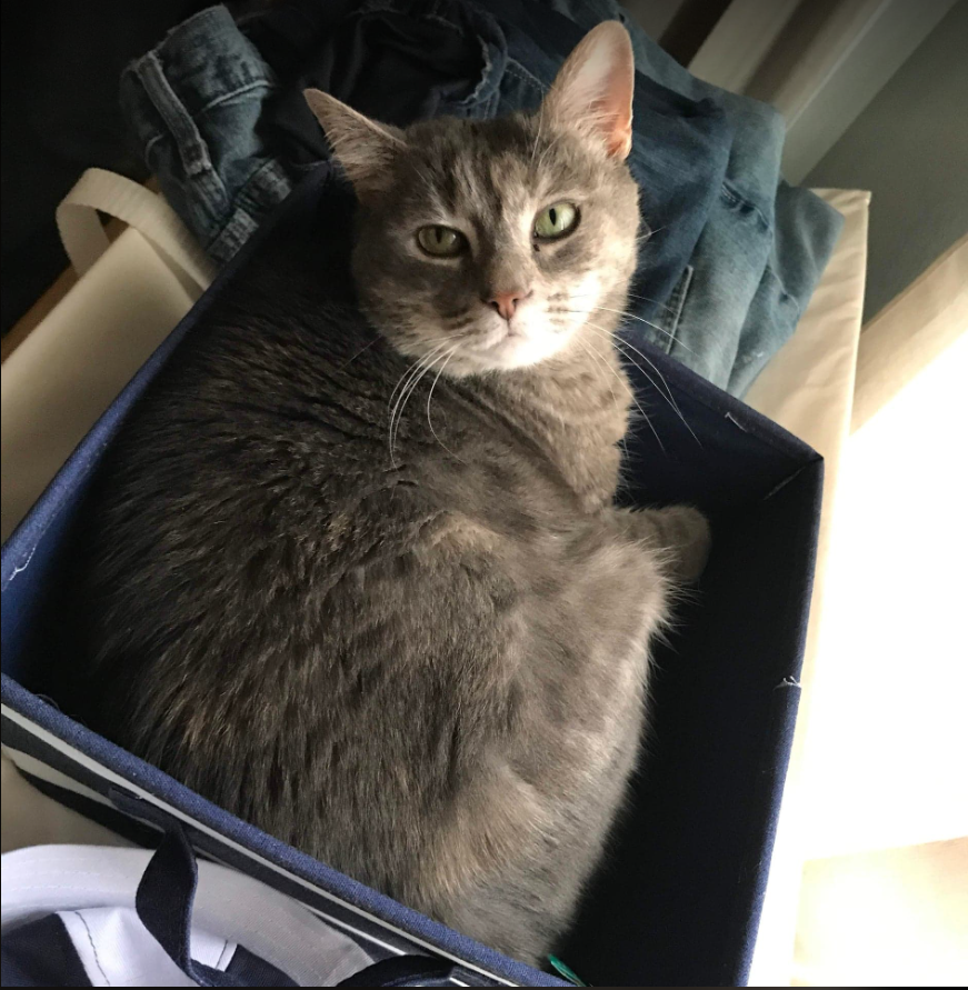 He adopted his cat from a shelter and named her Jade (not to be confused 
with JMARK Aggressive Defense Environment)