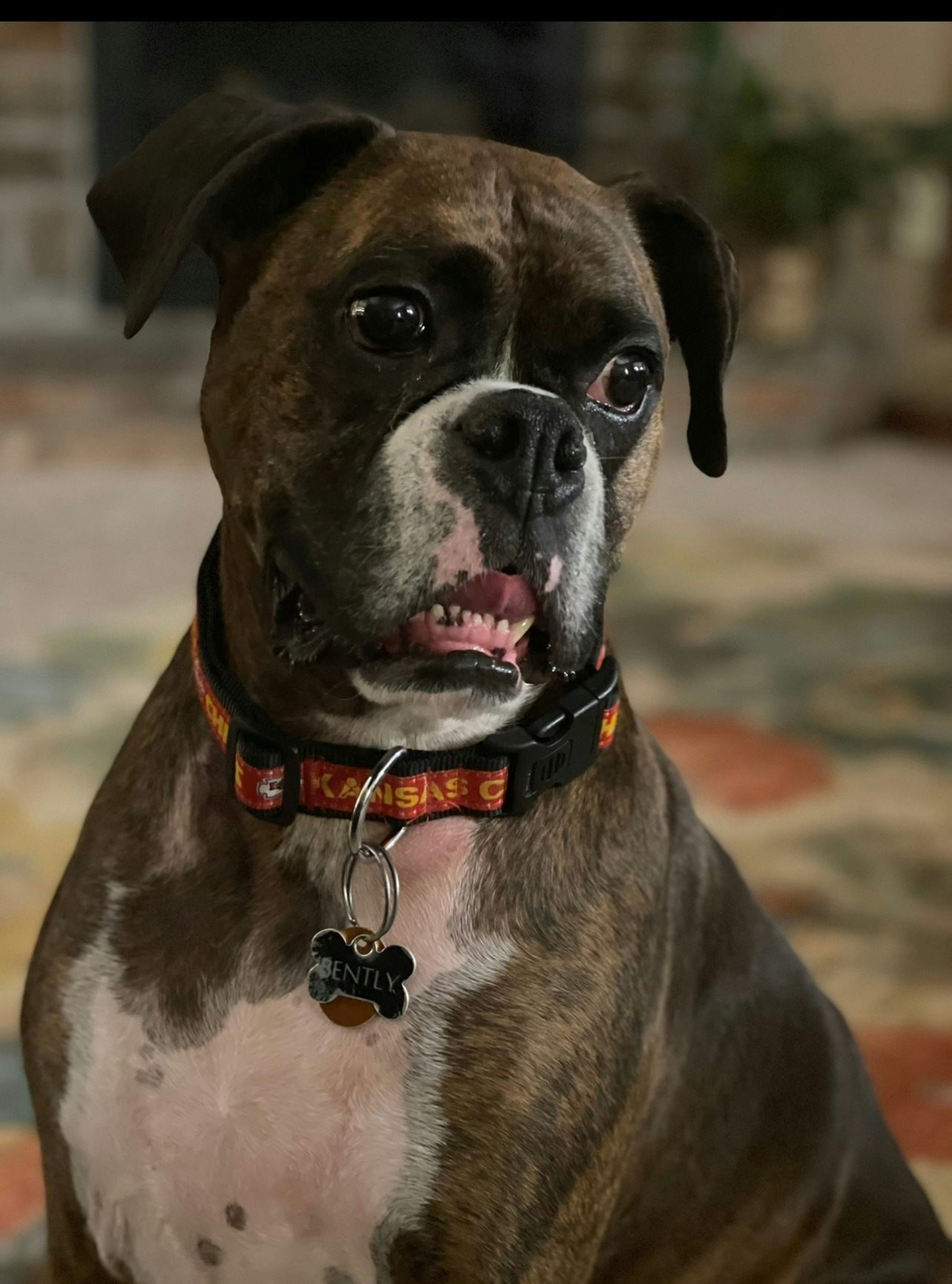 5 years ago, her family got a dog... meet Bently.