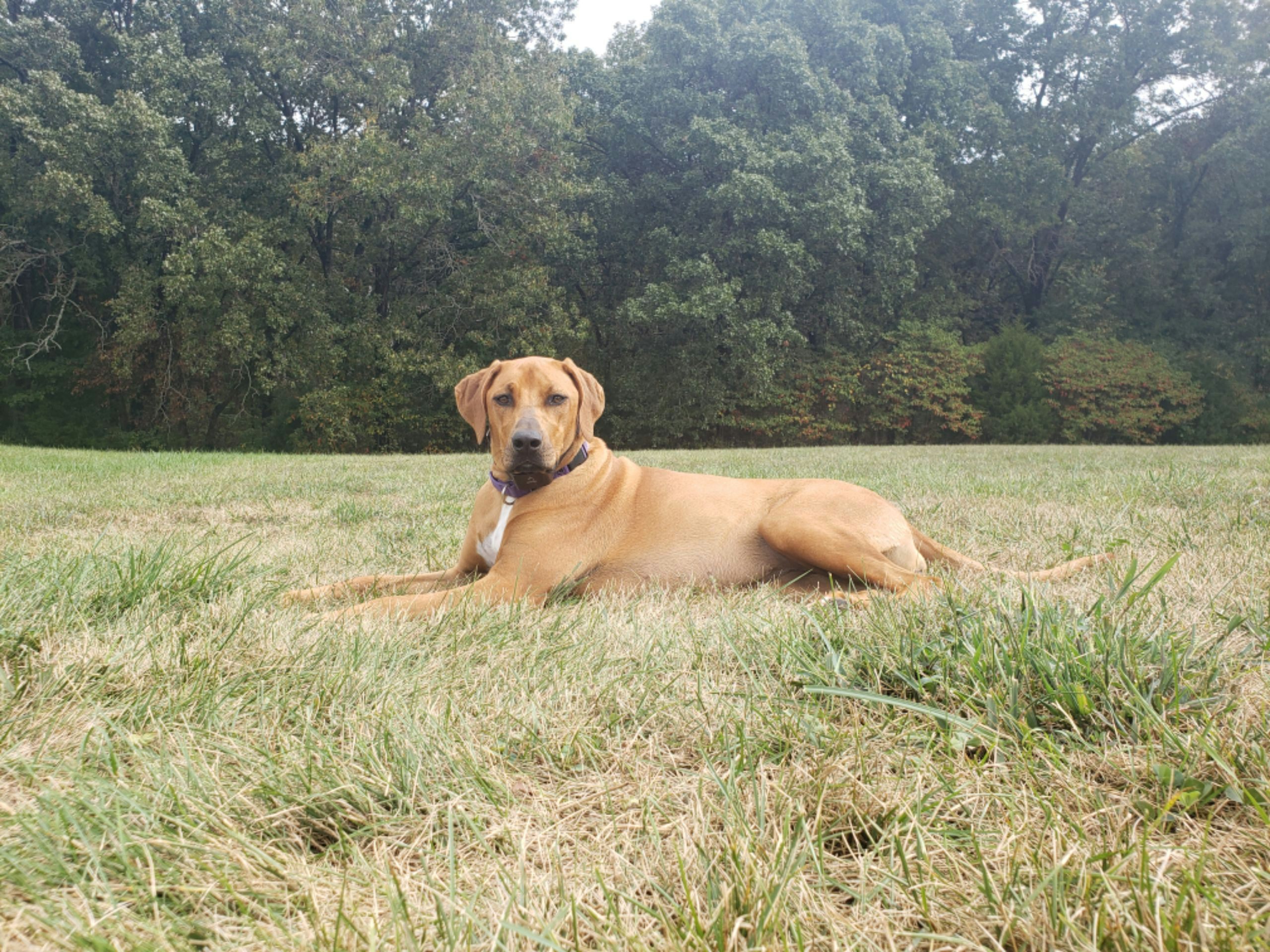 The family dog, a Rhodesian Ridgeback, posing for a very serious picture.