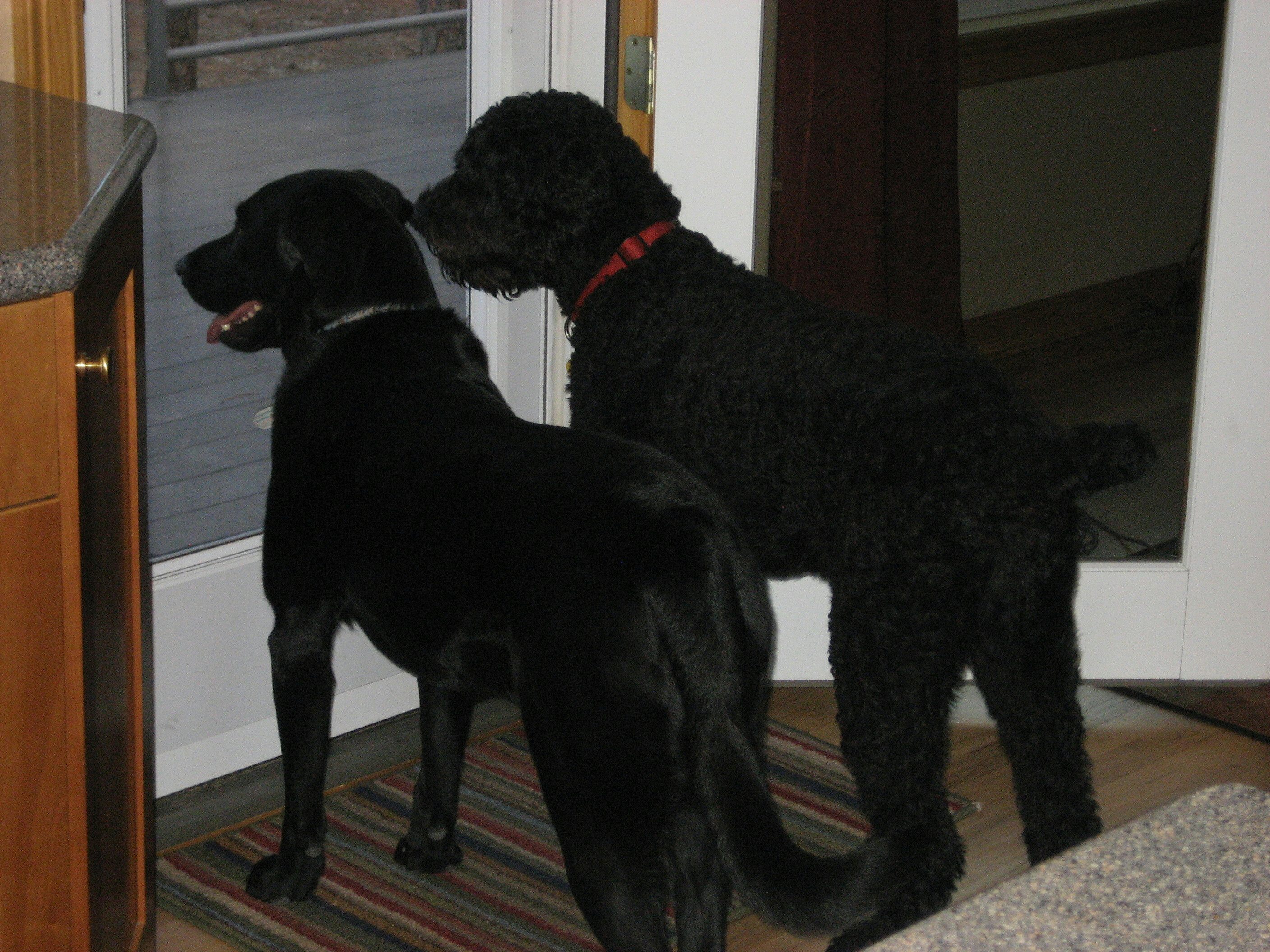 Kevin and his family do not have any pets, but they do doggy respite for 
friends from time to time.