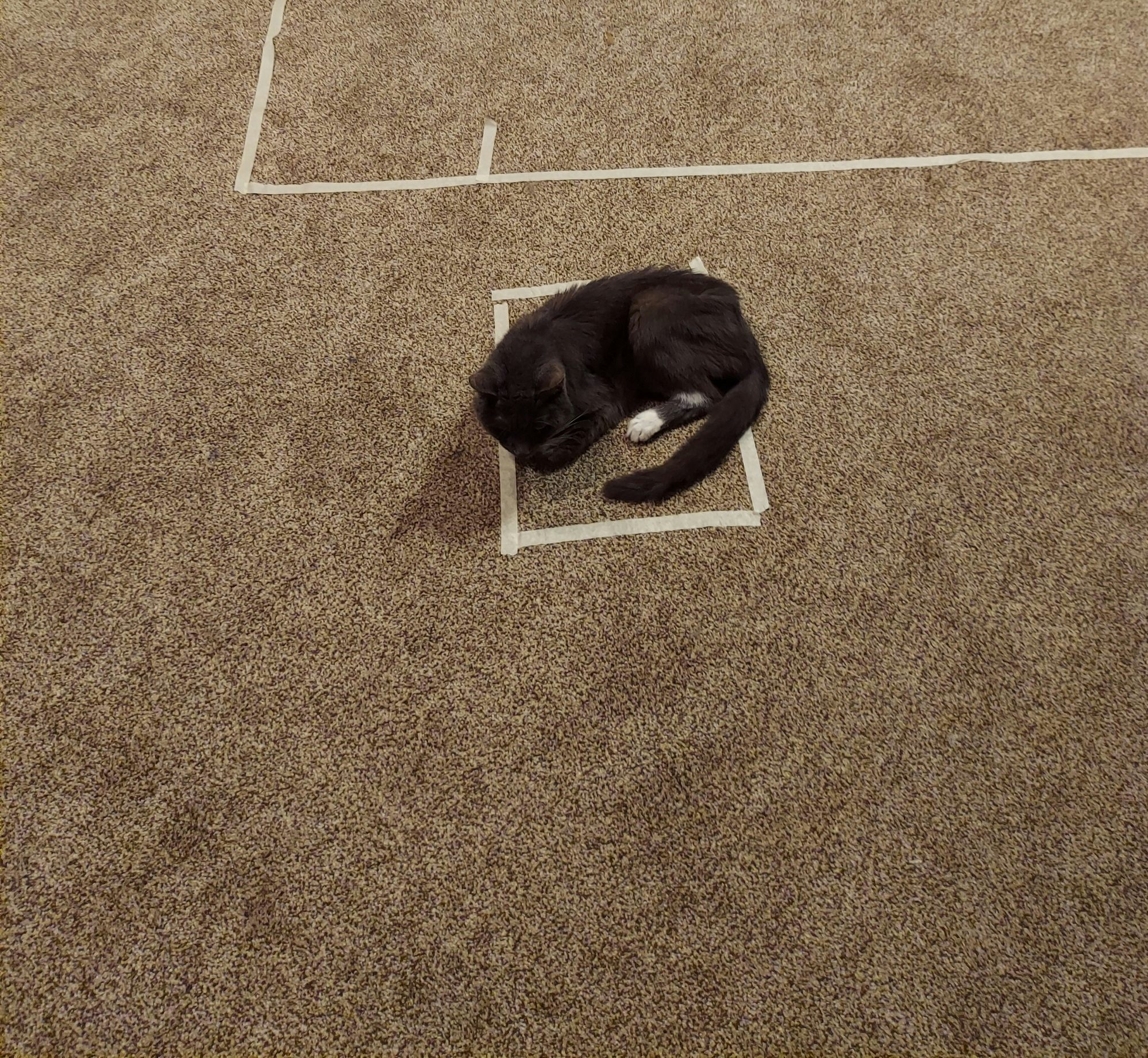 Fun fact proven to be true... tape off a box on the floor and a cat will 
crawl into it.