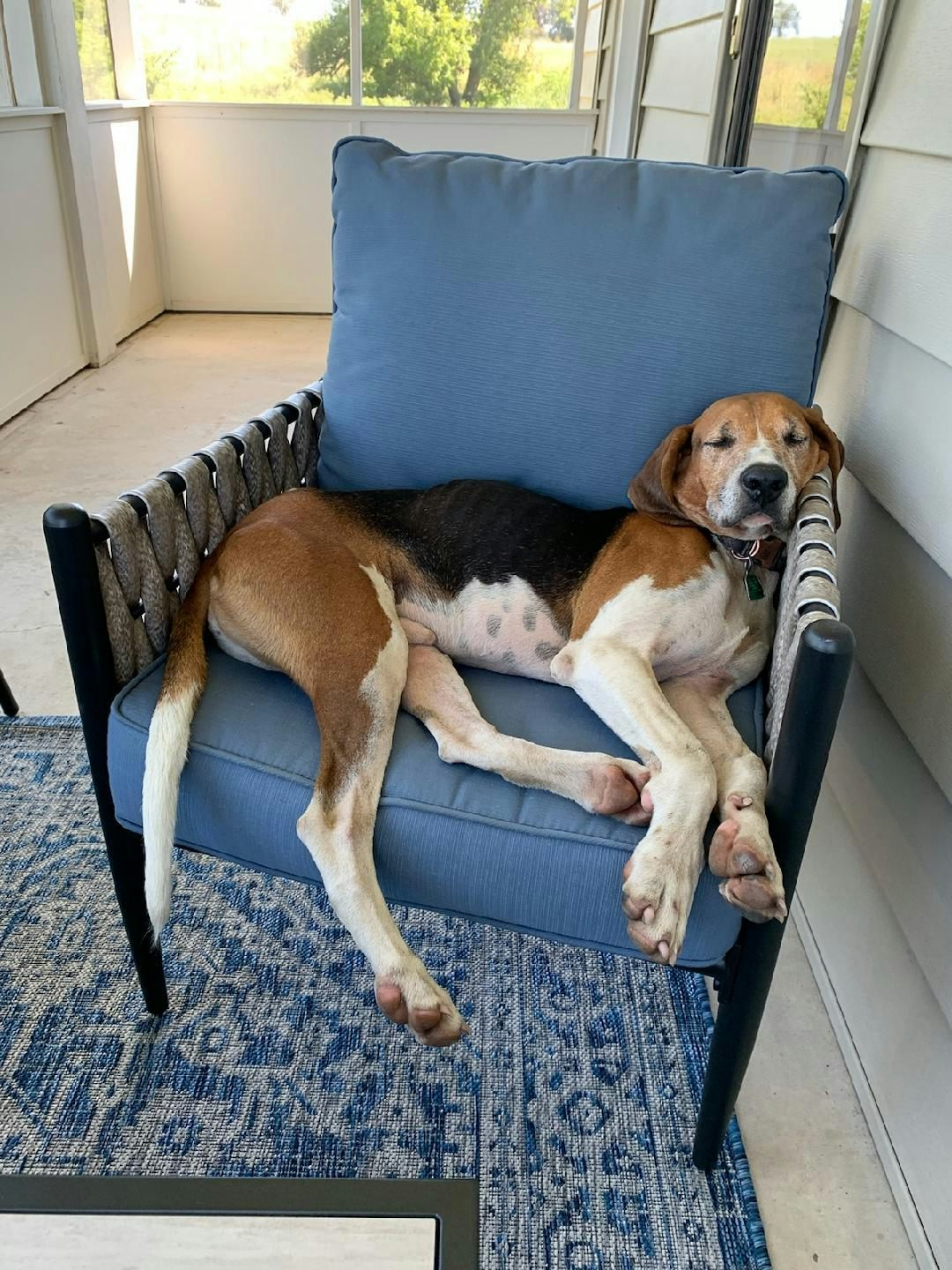 Walker the coonhound enjoying a nap on the porch.
