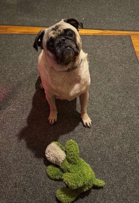 Cooper really wants me to throw this toy!