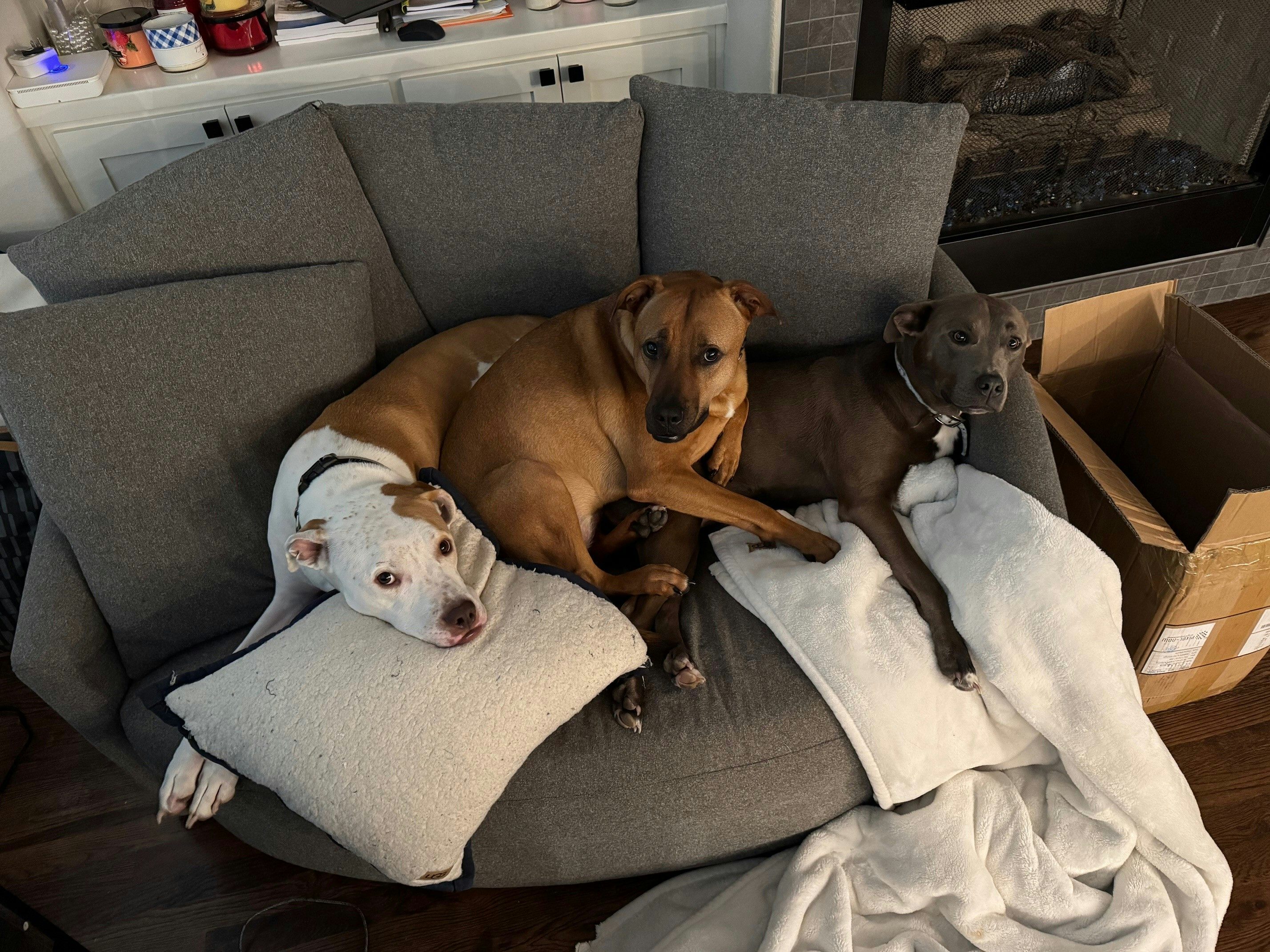 We spoil our four-legged family as a well.  Mojo, Camry and Millie