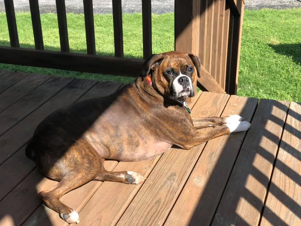 The fourth member of their family.