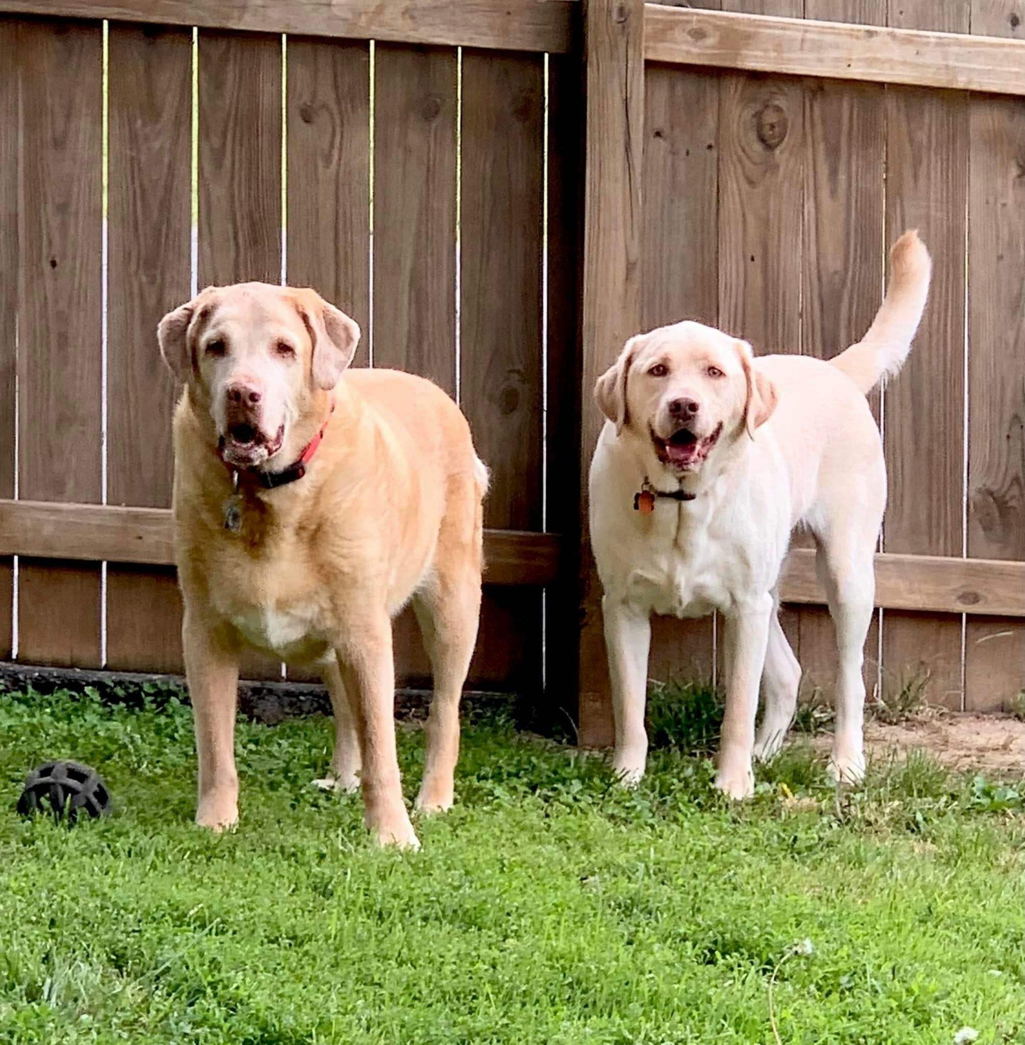 Brad's other two kids Buddy and Barkley!